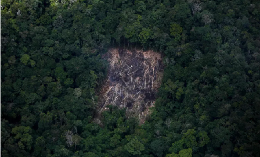 Desmatamento em queda traduz rumo ambiental correto
